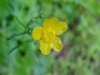 Common Buttercup (Ranunculus acris)