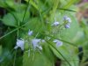 Common Speedwell (Veronica officinalis)