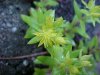 Stringy Stonecrop, Yellow Moss, Graveyard Moss (Sedum sarmentosum) - thanks to Gottfried Unger for correction: was misidentified as Wild Stonecrop (Sedum ternatum)