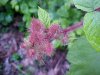 Of the Wild Red Raspberry family (Rubis idaeus)