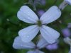 Dame's Rocket; Dame's Violet; Mother-of-the-Evening (Hesperis matronalis)