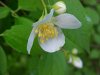 Wildflowers of LDEO, Columbia Univ., Palisades, N.Y., USA