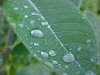 Leaves and water droplets of LDEO, Columbia Univ., Palisades, N.Y., USA