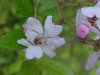 Multiflora Rose (Rosa multiflora)