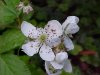 Allegheny Blackberry  (Rubus allegheniensis porter agg)