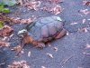 Turtle? of LDEO, Columbia Univ., Palisades, N.Y., USA