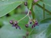 Black swallow-wort (Cynanchum nigrum; Cynanchum rossicum)