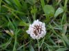 White Clover; Dutch Clover (Trifolium repens)