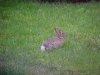 Rabbits of LDEO, Columbia Univ., Palisades, N.Y., USA