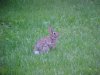Rabbits of LDEO, Columbia Univ., Palisades, N.Y., USA