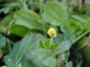 Black Medick (Medicago lupulina)