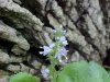 Common Speedwell (Veronica officinalis)