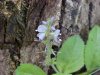 Common Speedwell (Veronica officinalis)