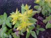 Stringy Stonecrop, Yellow Moss, Graveyard Moss (Sedum sarmentosum) - thanks to Gottfried Unger for correction: was misidentified as Wild Stonecrop (Sedum ternatum)