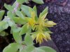 Stringy Stonecrop, Yellow Moss, Graveyard Moss (Sedum sarmentosum) - thanks to Gottfried Unger for correction: was misidentified as Wild Stonecrop (Sedum ternatum)