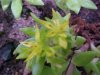 Stringy Stonecrop, Yellow Moss, Graveyard Moss (Sedum sarmentosum) - thanks to Gottfried Unger for correction: was misidentified as Wild Stonecrop (Sedum ternatum)