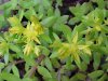 Stringy Stonecrop, Yellow Moss, Graveyard Moss (Sedum sarmentosum) - thanks to Gottfried Unger for correction: was misidentified as Wild Stonecrop (Sedum ternatum)
