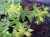 Stringy Stonecrop, Yellow Moss, Graveyard Moss (Sedum sarmentosum) - thanks to Gottfried Unger for correction: was misidentified as Wild Stonecrop (Sedum ternatum)
