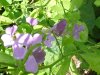 Dame's Rocket; Dame's Violet; Mother-of-the-Evening (Hesperis matronalis)