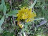 Yellow Hawkweed; King Devil (Hieracium caespitosum; Hieracium pratense; Hieracium floribundum)