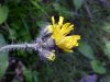 Yellow Hawkweed; King Devil (Hieracium caespitosum; Hieracium pratense; Hieracium floribundum)