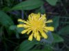 Yellow Hawkweed; King Devil (Hieracium caespitosum; Hieracium pratense; Hieracium floribundum)