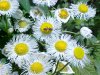 Philadelphia Fleabane (Erigeron philadelphicus)
