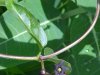 Black swallow-wort (Cynanchum nigrum; Cynanchum rossicum)