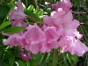Mountain Rosebay; Catawba Rhododendron (Rhodododendron catawbiense)