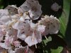 Mountain Laurel (Kalmia latifolia)