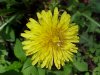 Common Dandelion (Taraxacum officinale)