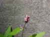 Pennsylvania Smartweed; Pink Knotweed (Polygonum pensylvanicum) or Lady's Thumb (Polygonum persicaria) 