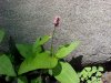 Pennsylvania Smartweed; Pink Knotweed (Polygonum pensylvanicum) or Lady's Thumb (Polygonum persicaria) 