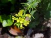 Common Wintercress (Babarea vulgaris)