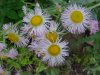 Philadelphia Fleabane (Erigeron philadelphicus)