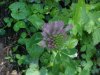 Red Clover (Trifolium pratense)