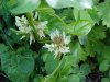 White Clover; Dutch Clover (Trifolium repens)