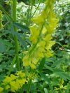 Yellow Sweet Clover (Melilotus officinalis)