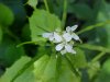 Garlic Mustard (Alliaria petiolata)