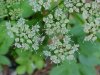 Wild Angelica (Angelica   triquinata) - described as closely  resembling the very poisoness Water Hemlock (Cicuta maculata)