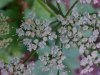 Wild Angelica (Angelica triquinata) - described as closely resembling the very poisoness Water Hemlock (Cicuta maculata)