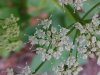 Wild Angelica (Angelica triquinata) - described as closely resembling the very poisoness Water Hemlock (Cicuta maculata)