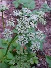 Wild Angelica (Angelica triquinata) - described as closely resembling the very poisoness Water Hemlock (Cicuta maculata)