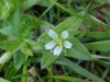 Mouse-ear Chickweed (Cerastium  fontanum)