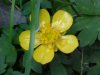 Common Buttercup (Ranunculus acris)