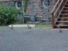 Rabbits of LDEO, Columbia Univ., Palisades, N.Y., USA