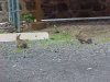 Rabbits of LDEO, Columbia Univ., Palisades, N.Y., USA