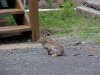 Rabbits of LDEO, Columbia Univ., Palisades, N.Y., USA