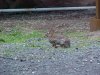 Rabbits of LDEO, Columbia Univ., Palisades, N.Y., USA