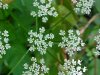 Wild Angelica (Angelica   triquinata) - described as closely  resembling the very poisoness Water Hemlock (Cicuta maculata)